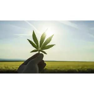 Cannabis - Workplace Implications (Canada) - Online Training Course
